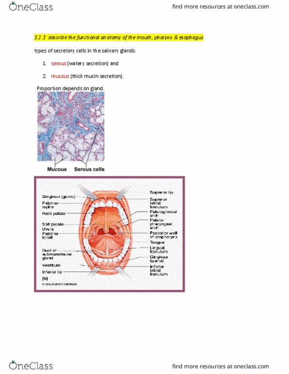 ANP 1107 Lecture Notes - Lecture 2: Common Hepatic Duct, Periodontal Fiber, Hepatic Veins thumbnail