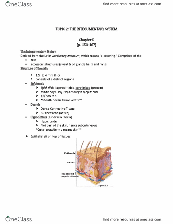 ANP 1106 Lecture Notes - Lecture 2: Growth Factor, Stratum Lucidum, Macrophage thumbnail
