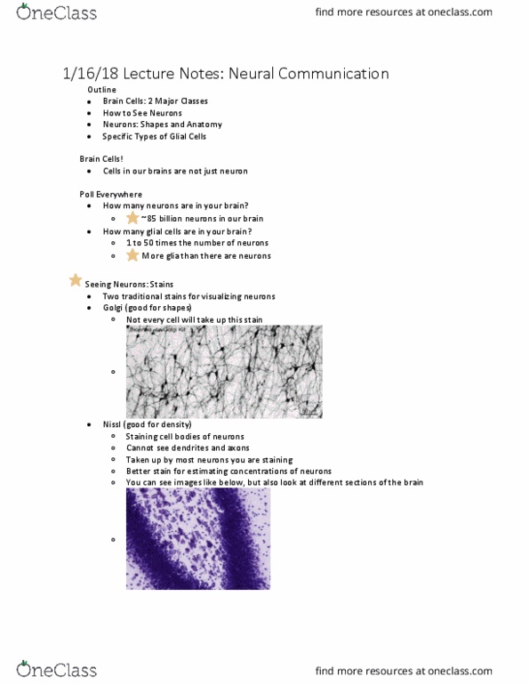 PSYCH 202 Lecture Notes - Lecture 9: Astrocyte, Schwann Cell, Oligodendrocyte thumbnail