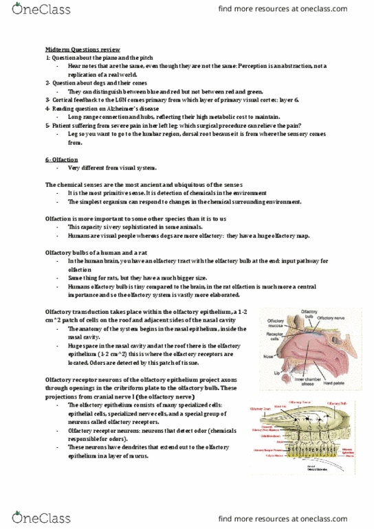 ANAT 321 Lecture Notes - Lecture 6: Cribriform Plate, Somatic Nervous System, Thalamus thumbnail