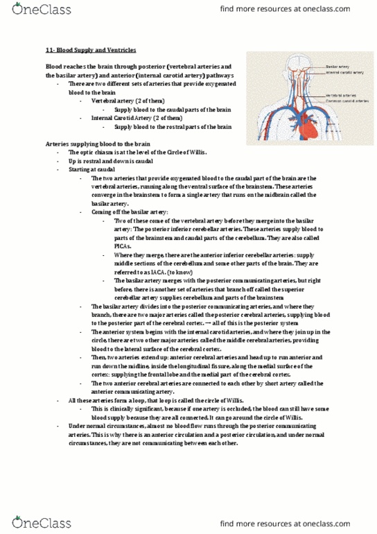 ANAT 321 Lecture Notes - Lecture 10: Venous Blood, Basilar Artery, Posterior Inferior Cerebellar Artery thumbnail