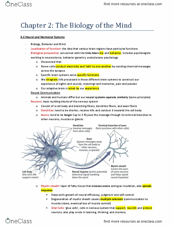 PSYC 100A Lecture Notes - Lecture 1: Myelin, Motor Neuron, Semipermeable Membrane thumbnail