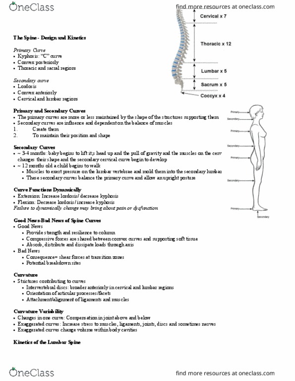 Kinesiology 2236A/B Lecture Notes - Lecture 18: Cervical Vertebrae, Intervertebral Disc, Kyphosis thumbnail