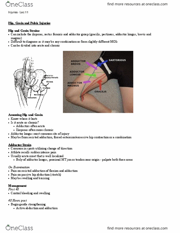 Kinesiology 2236A/B Lecture Notes - Lecture 11: Adductor Longus Muscle, Rectus Femoris Muscle, List Of Flexors Of The Human Body thumbnail
