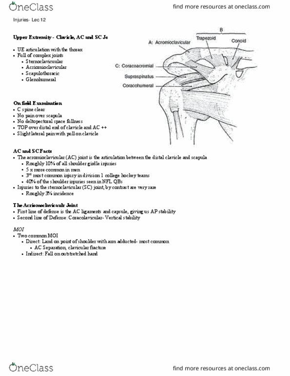 Kinesiology 2236A/B Lecture Notes - Lecture 12: Sternoclavicular Joint, Clavicle Fracture, Clavicle thumbnail