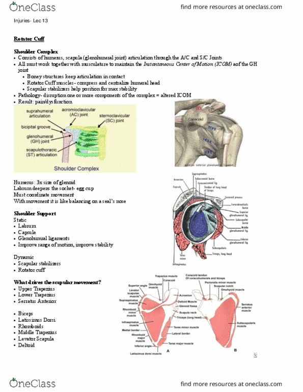 Kinesiology 2236A/B Lecture Notes - Lecture 13: Latissimus Dorsi Muscle, Rotator Cuff, Teres Minor Muscle thumbnail