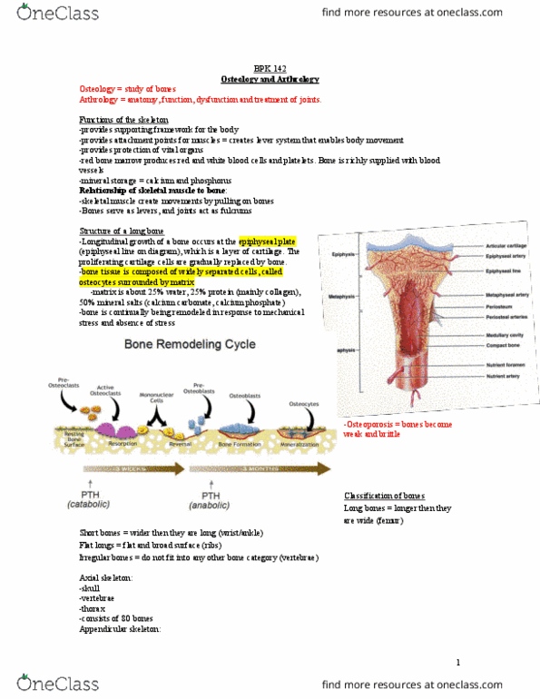 BPK 142 Lecture Notes - Lecture 1: Synovial Joint, Bone Marrow, Cartilaginous Joint thumbnail
