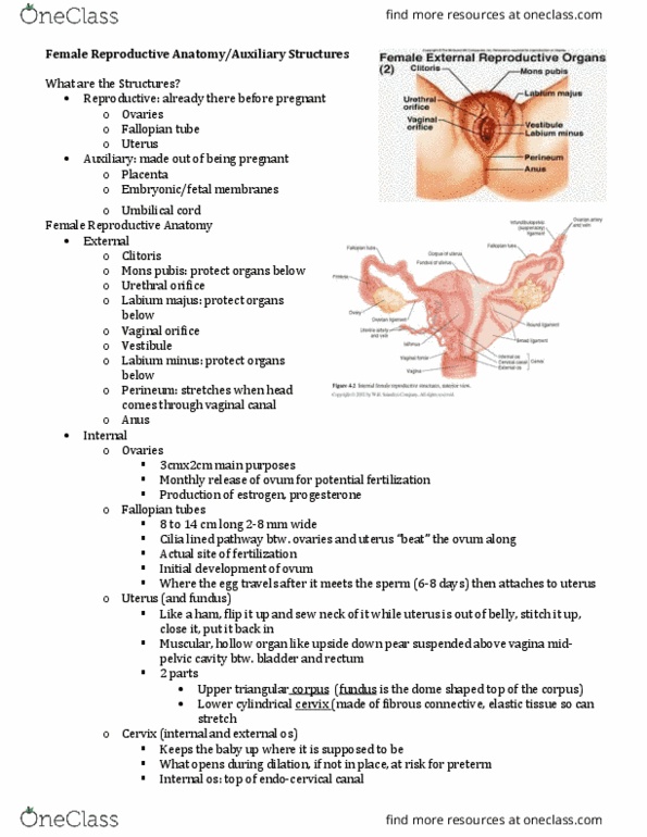 NURS 3334 Lecture Notes - Lecture 2: Fallopian Tube, Umbilical Cord, Cervical Canal thumbnail