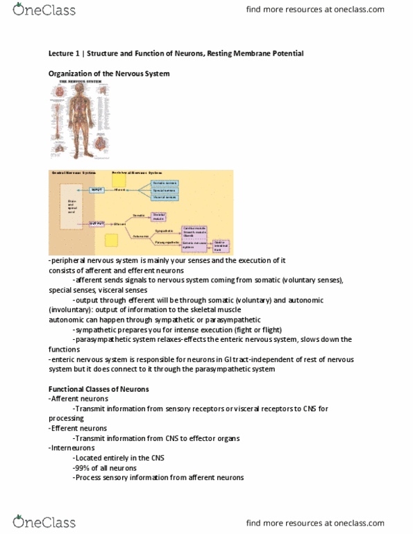 BIO271H1 Lecture Notes - Lecture 1: Resting Potential, Enteric Nervous System, Peripheral Nervous System thumbnail