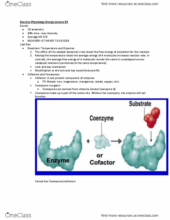 Kinesiology 2230A/B Lecture Notes - Lecture 3: Coenzyme A, Manganese, Reaction Rate thumbnail