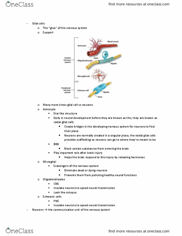 PSYB65H3 Lecture Notes - Lecture 2: Amyotrophic Lateral Sclerosis, Radial Glial Cell, Substantia Nigra thumbnail