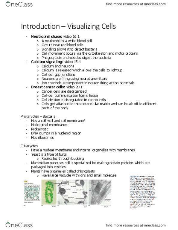 BIOL 2021 Lecture Notes - Lecture 14: Optical Microscope, Calcium Signaling, Breast Cancer thumbnail