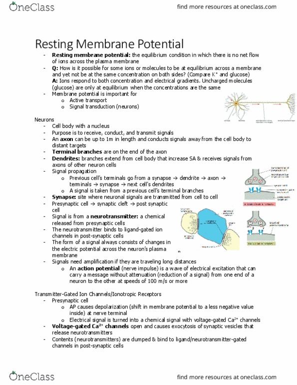 BIOL 2021 Lecture Notes - Lecture 7: Membrane Potential, Neuromuscular Junction, Signal Transduction thumbnail