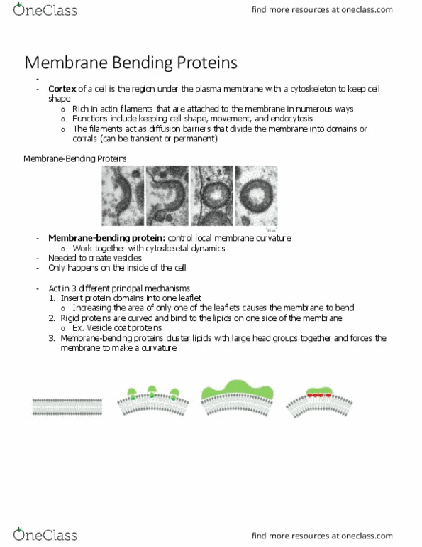 BIOL 2021 Lecture Notes - Lecture 10: Lipid Bilayer, Cell Membrane, Extracellular Matrix thumbnail