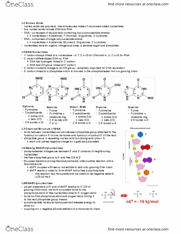 BIOCHEM 2EE3 Lecture Notes - Lecture 3: Imidazole, Polynucleotide, Pyrophosphate thumbnail