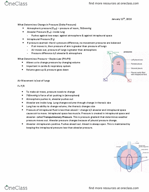 KINE 3012 Lecture Notes - Lecture 3: Intrapleural Pressure, Alveolar Pressure, Transpulmonary Pressure thumbnail