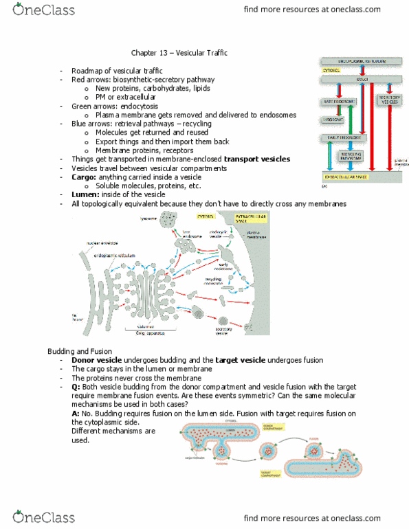 BIOL 2021 Lecture Notes - Lecture 19: Vesicle Fusion, Lipid Bilayer Fusion, Cell Membrane thumbnail