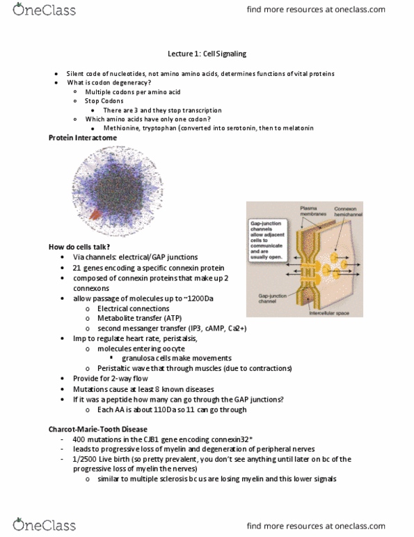 Biology 3316A/B Lecture Notes - Lecture 1: Granulosa Cell, Interactome, Connexin thumbnail