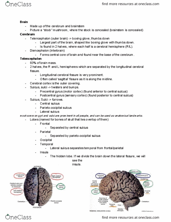 ANAT 215 Lecture Notes - Lecture 6: Parieto-Occipital Sulcus, Postcentral Gyrus, Precentral Gyrus thumbnail