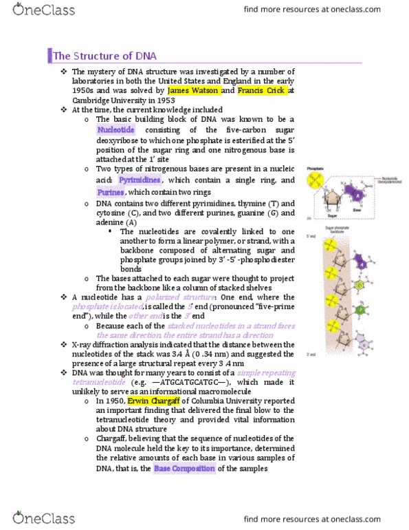 BIO130H1 Chapter Notes - Chapter 10: Erwin Chargaff, Francis Crick, Paper Chromatography thumbnail