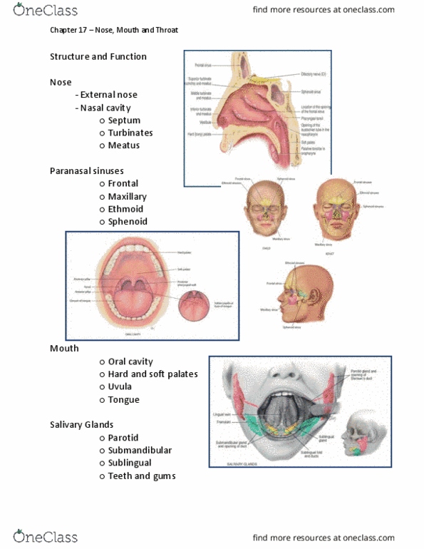 NSG 2317 Lecture Notes - Lecture 17: Paranasal Sinuses, Nasal Septum, Deciduous Teeth thumbnail
