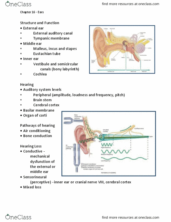 NSG 2317 Lecture Notes - Lecture 16: Eustachian Tube, Vestibulocochlear Nerve, Semicircular Canals thumbnail