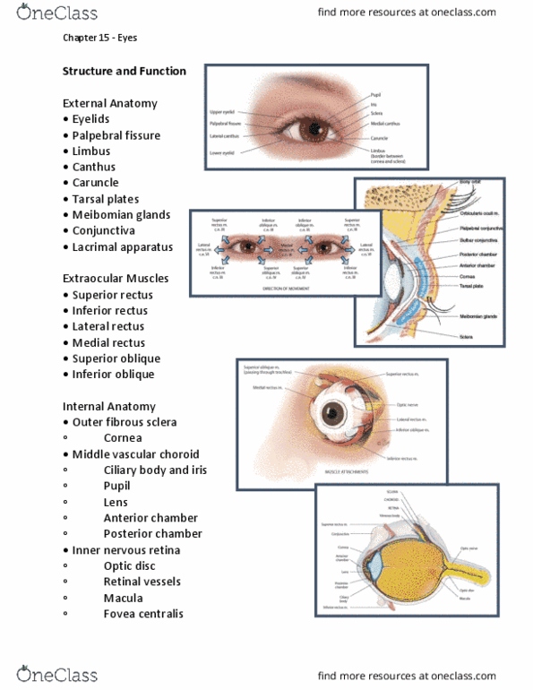 NSG 2317 Lecture Notes - Lecture 15: Pupillary Light Reflex, Palpebral Fissure, Inferior Rectus Muscle thumbnail