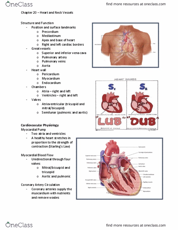 NSG 2317 Lecture Notes - Lecture 20: Jugular Venous Pressure, Ductus Arteriosus, Heart Murmur thumbnail