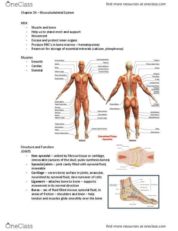 NSG 2317 Lecture Notes - Lecture 24: Tenosynovitis, Greater Trochanter, Humerus thumbnail