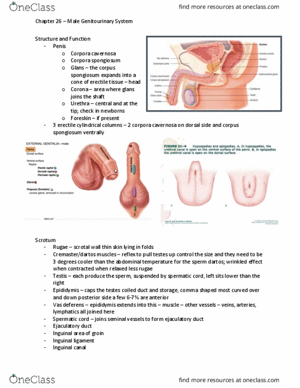 NSG 2317 Lecture Notes - Lecture 26: Bilirubin, Sexual Stimulation, Hypospadias thumbnail