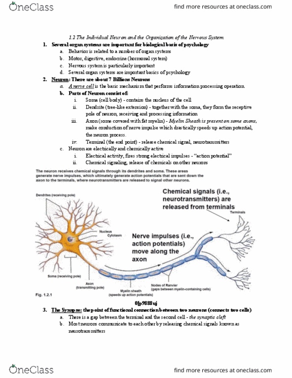 PSYC 1100 Lecture Notes - Lecture 2: Evoked Potential, Neuropsychology, Positron thumbnail