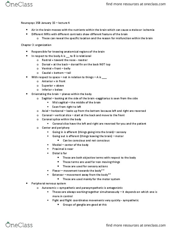 PSYC 351B Lecture Notes - Lecture 4: Hyperconnected Space, Accessory Nerve, White Matter thumbnail