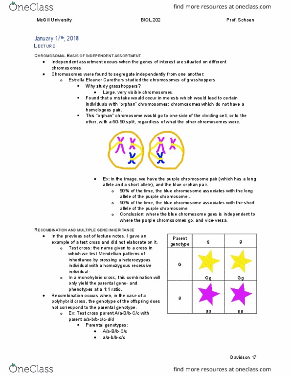 BIOL 202 Lecture Notes - Lecture 4: Mendelian Inheritance, Chloroplast Dna, Punnett Square thumbnail