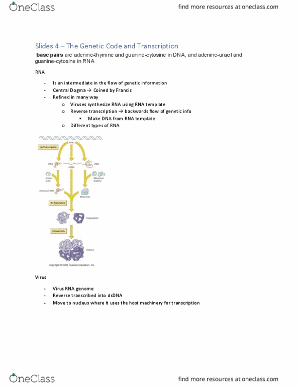 BI236 Lecture Notes - Lecture 4: Rho Factor, Open Reading Frame, Phosphodiester Bond thumbnail