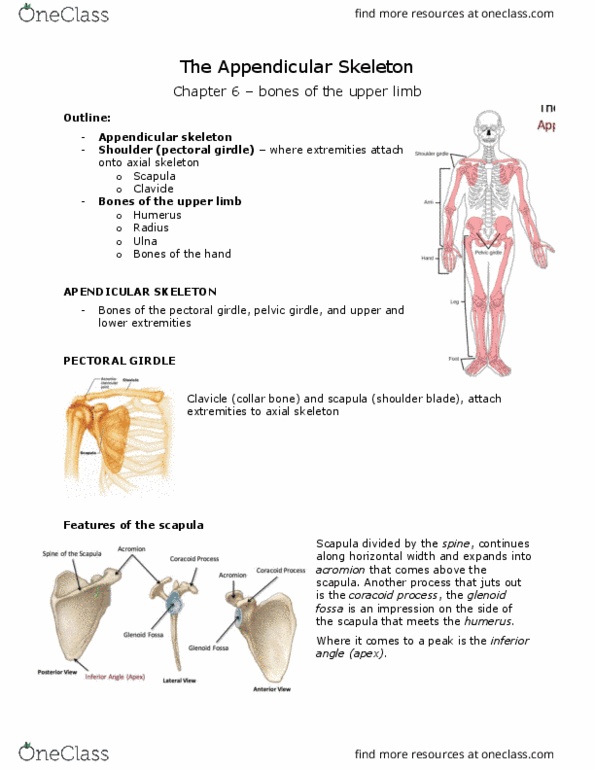 ANAT 101 Lecture Notes - Lecture 7: Synovial Joint, Epicondyle, Head Of Radius thumbnail