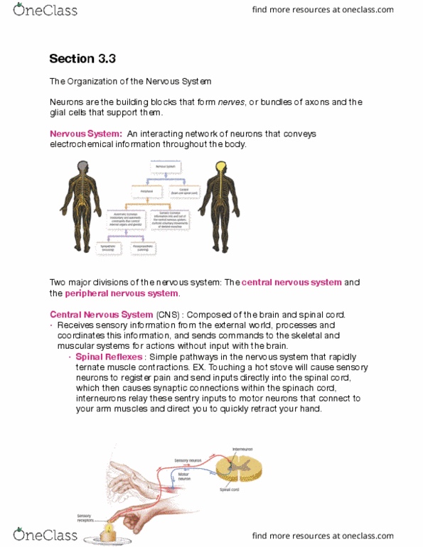 PSYC 1100 Chapter Notes - Chapter 3: Parasympathetic Nervous System, Sympathetic Nervous System, Autonomic Nervous System thumbnail