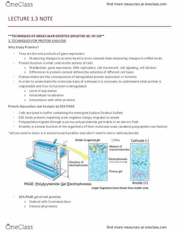 MCB 2050 Lecture Notes - Lecture 5: Globulin, Protein Tag, Northern Blot thumbnail