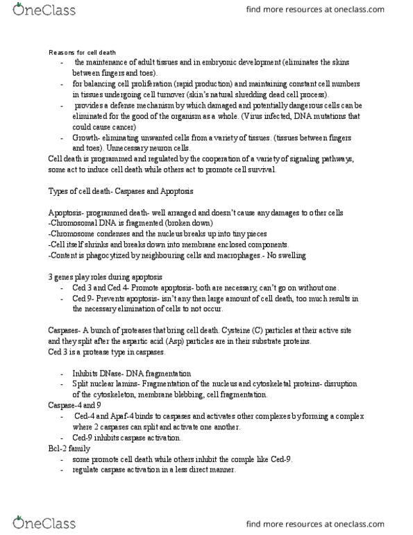 BIO 1140 Lecture Notes - Lecture 6: Fas Ligand, Cytochrome C, Apaf1 thumbnail