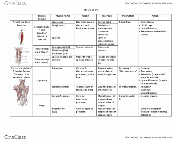Health Sciences 2300A/B Lecture Notes - Lecture 1: Palmar Aponeurosis, Quadratus Femoris Muscle, Plant thumbnail