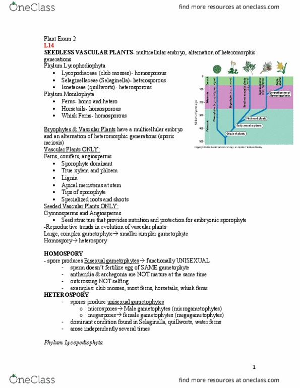 BIOL-3040 Lecture Notes - Lecture 2: Gamete, Motility, Ginkgoales thumbnail