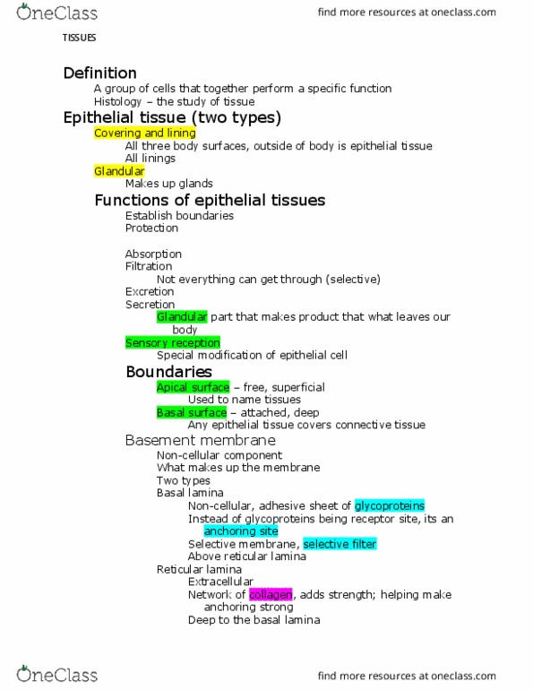 BIOL-2220 Lecture Notes - Lecture 2: Sarcolemma, Extracellular Fluid, Exocytosis thumbnail