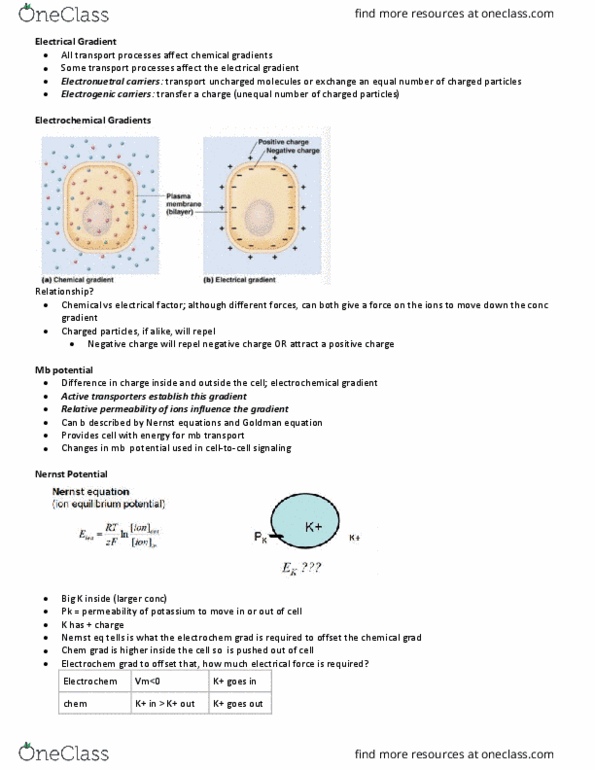 BIO 3305 Lecture Notes - Lecture 2: Lipid Bilayer, Equivalent Circuit, Electrochemical Gradient thumbnail