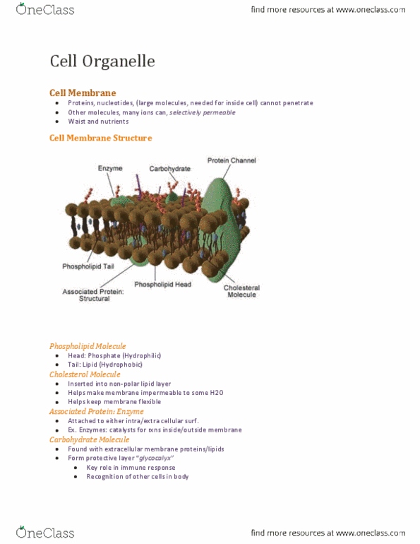 Physiology 1021 Lecture Notes - Lipid Bilayer, Electrochemical Gradient, Ion Channel thumbnail