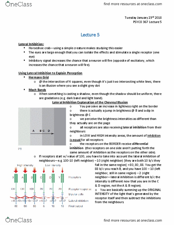 PSYCO367 Lecture Notes - Lecture 5: Frontal Lobe, David H. Hubel, Occipital Lobe thumbnail