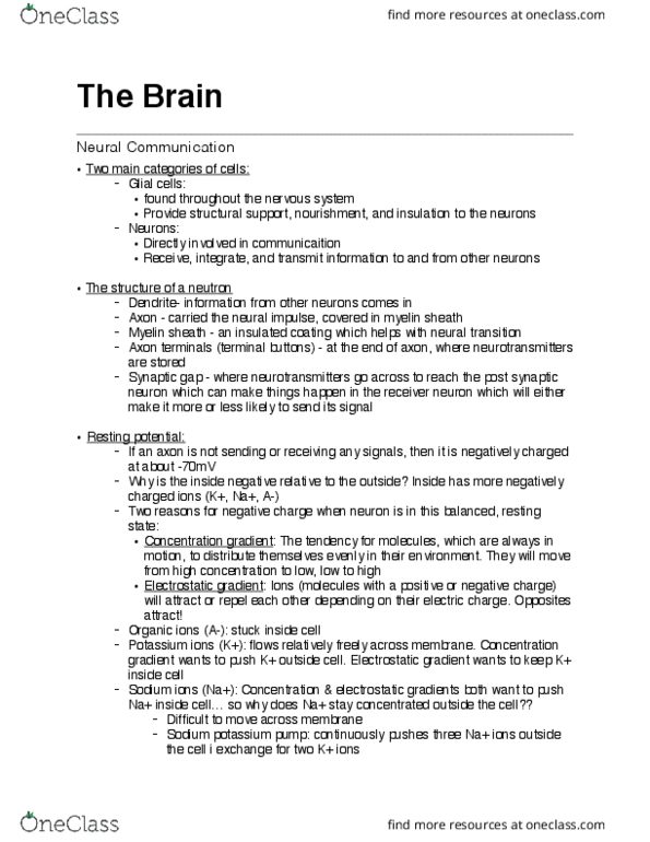 PSYC 1000 Lecture Notes - Lecture 4: Neuroimaging, Transcranial Magnetic Stimulation, Inferior Colliculus thumbnail
