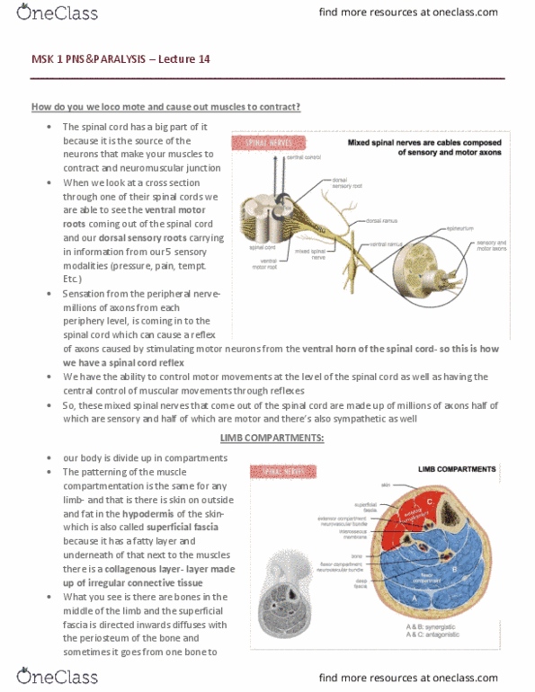 PSYCH 1X03 Lecture Notes - Lecture 13: Fasciculation, Paresis, Axial Skeleton thumbnail