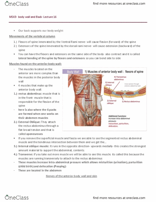 PSYCH 1X03 Lecture Notes - Lecture 21: Intervertebral Foramina, Meninges, Synovial Joint thumbnail