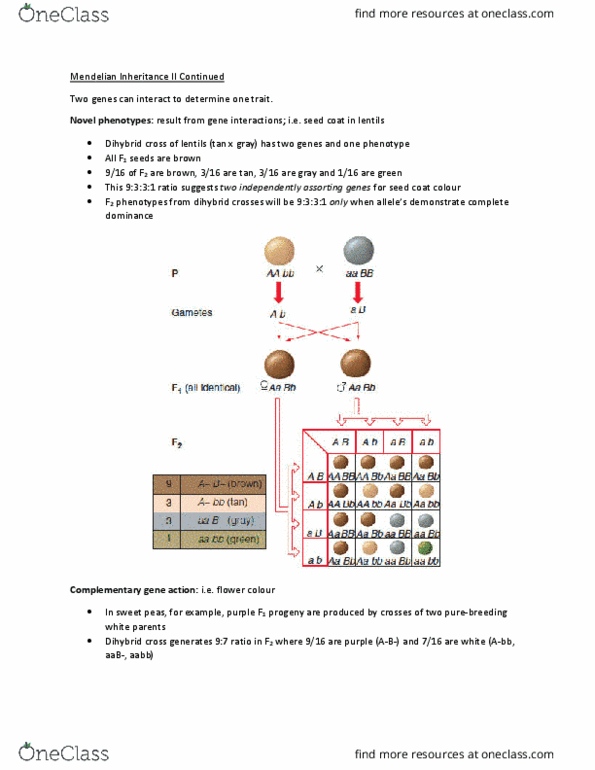 BIOL 2107 Lecture Notes - Lecture 3: Heterogametic Sex, Cleavage Furrow, S Phase thumbnail