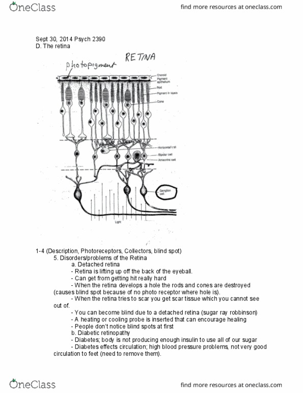 PSYC 2390 Lecture Notes - Lecture 7: Amsler Grid, Mach Bands, Iridectomy thumbnail