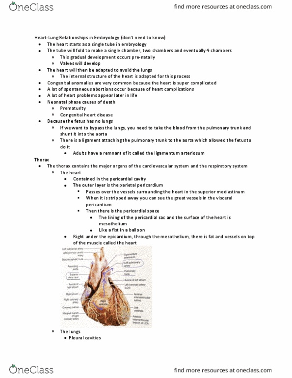 ANAT 214 Lecture Notes - Lecture 6: Brachiocephalic Artery, Subclavian Artery, Abdominal Cavity thumbnail